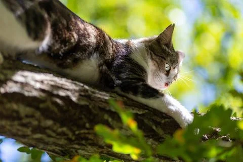 A tiger cat walking in the forest Stock Photos