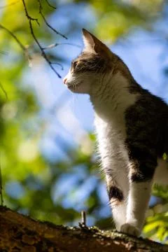 A tiger cat walking in the forest Stock Photos