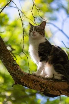 A tiger cat walking in the forest Stock Photos