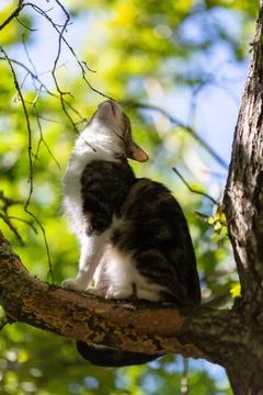 A tiger cat walking in the forest Stock Photos