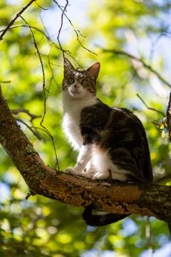 A tiger cat walking in the forest Stock Photos