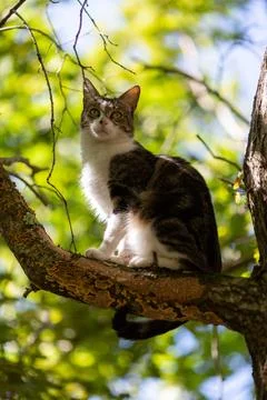 A tiger cat walking in the forest Stock Photos