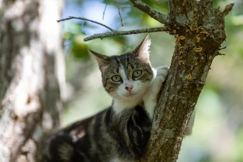 A tiger cat walking in the forest Stock Photos