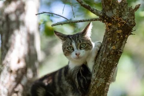 A tiger cat walking in the forest Foto stock