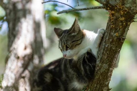 A tiger cat walking in the forest Stock Photos