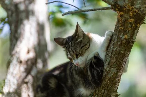 A tiger cat walking in the forest Stock Photos