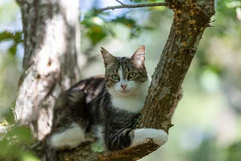A tiger cat walking in the forest Stock Photos