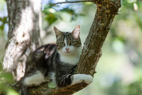 A tiger cat walking in the forest Stock Photos
