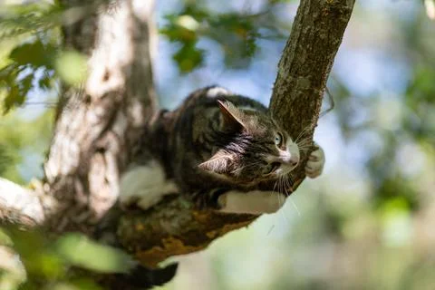 A tiger cat walking in the forest Stock Photos
