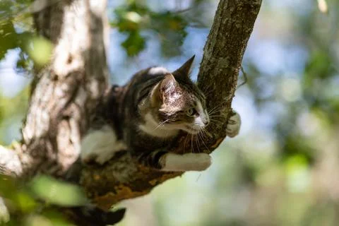 A tiger cat walking in the forest Stock Photos