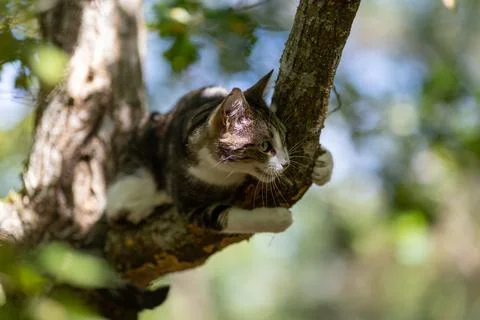 A tiger cat walking in the forest Stock Photos