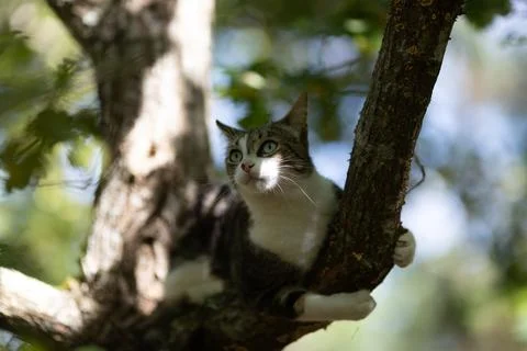 A tiger cat walking in the forest Stock Photos