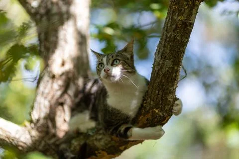 A tiger cat walking in the forest Stock Photos