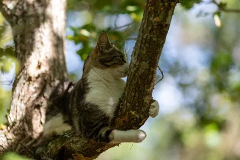 A tiger cat walking in the forest Stock Photos