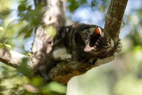 A tiger cat walking in the forest Stock Photos
