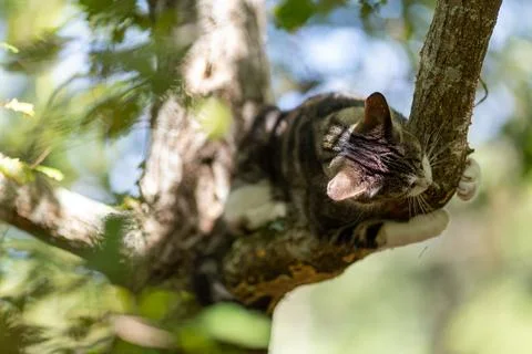 A tiger cat walking in the forest Stock Photos