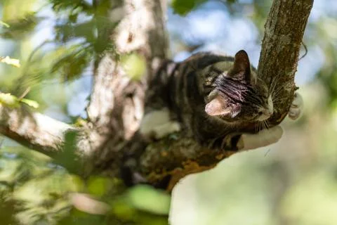 A tiger cat walking in the forest Stock Photos