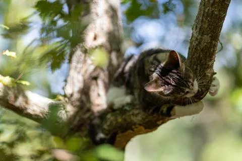 A tiger cat walking in the forest Stock Photos