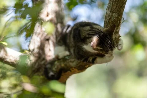 A tiger cat walking in the forest Stock Photos