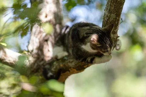 A tiger cat walking in the forest Stock Photos