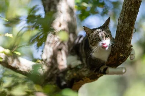 A tiger cat walking in the forest Stock Photos