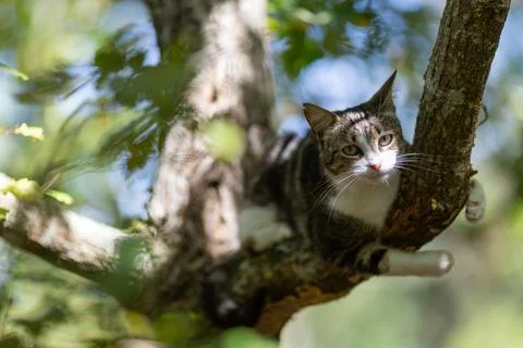 A tiger cat walking in the forest Stock Photos