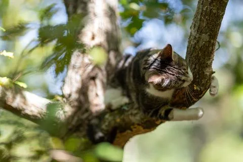 A tiger cat walking in the forest Stock Photos