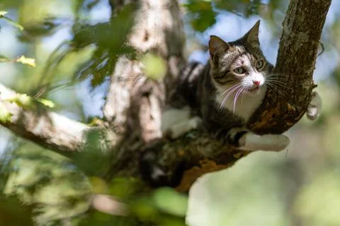 A tiger cat walking in the forest Stock Photos