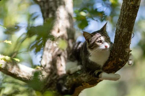 A tiger cat walking in the forest Stock Photos