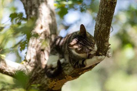 A tiger cat walking in the forest Stock Photos
