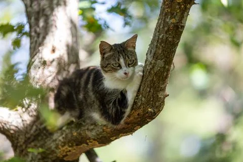 A tiger cat walking in the forest Stock Photos