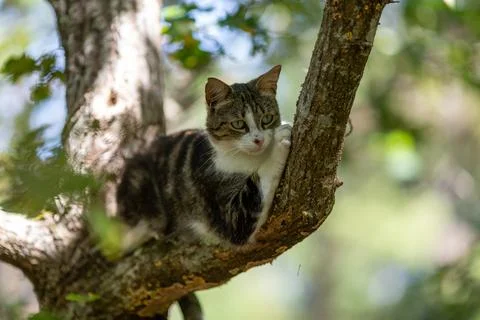 A tiger cat walking in the forest Stock Photos