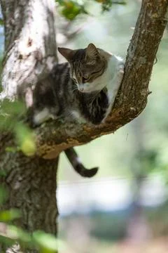 A tiger cat walking in the forest Stock Photos