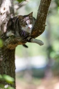 A tiger cat walking in the forest Stock Photos