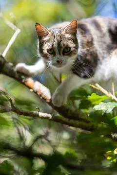 A tiger cat walking in the forest Stock Photos