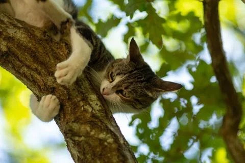 A tiger cat walking in the forest Stock Photos