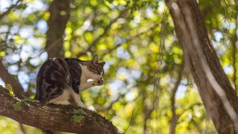 A tiger cat walking in the forest Stock Photos