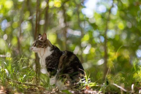 A tiger cat walking in the forest Stock Photos