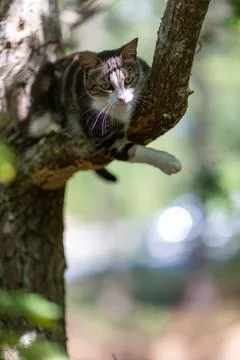 A tiger cat walking in the forest Foto stock