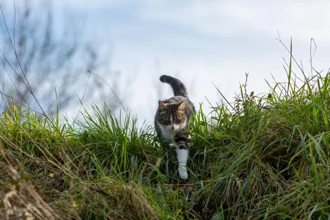 A tiger cat walking in the forest Stock Photos