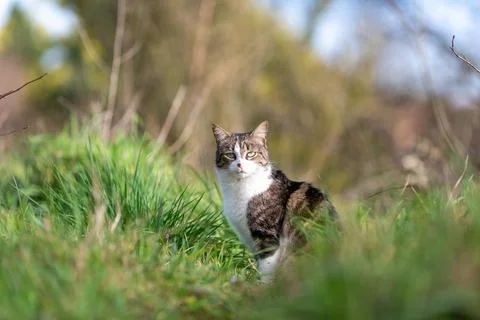 A tiger cat walking in the forest Stock Photos