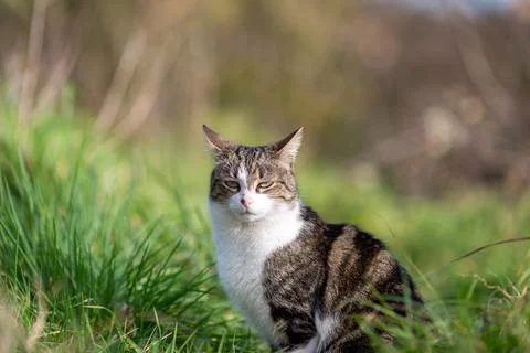 A tiger cat walking in the forest Stock Photos