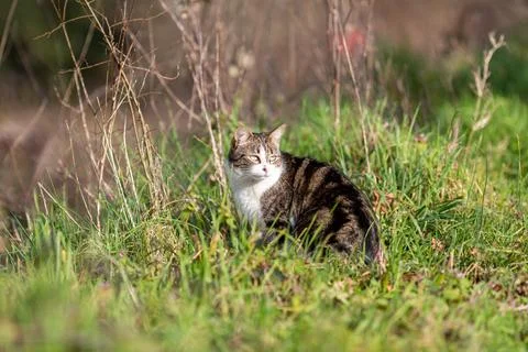 A tiger cat walking in the forest Stock Photos