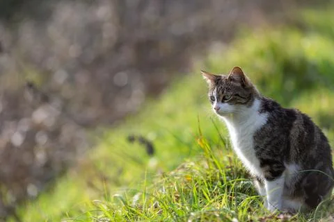 A tiger cat walking in the forest Stock Photos