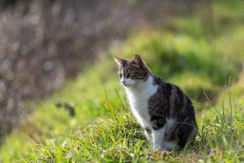 A tiger cat walking in the forest Stock Photos