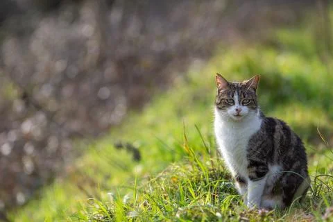 A tiger cat walking in the forest Stock Photos