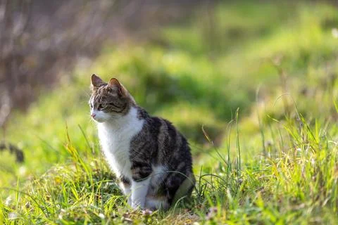 A tiger cat walking in the forest Stock Photos