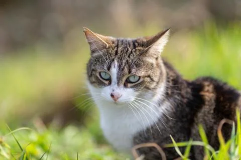 A tiger cat walking in the forest Stock Photos