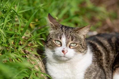 A tiger cat walking in the forest Stock Photos