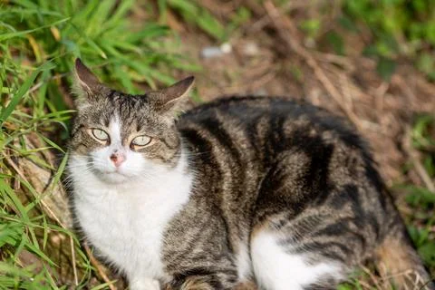 A tiger cat walking in the forest Stock Photos